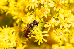 Sphecodogastra