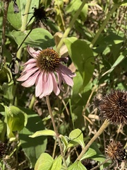 Echinacea