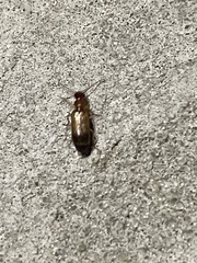Paradromius linearis