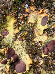 Solorina crocea