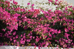 Phylloscopus collybita