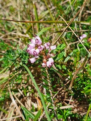 Erica vagans