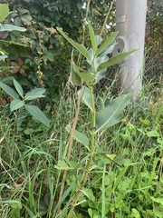 Asclepias syriaca