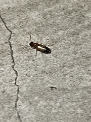 Paradromius linearis