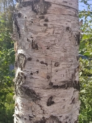 Betula