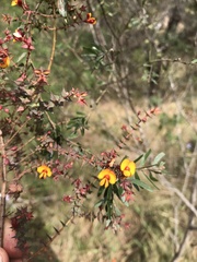 Pultenaea spinosa