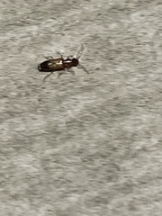 Paradromius linearis