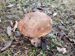 Neoboletus erythropus
