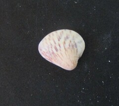 Anomalocardia flexuosa