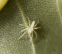 Lyssomanes viridis