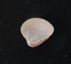 Anomalocardia flexuosa