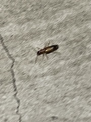Paradromius linearis