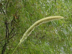 Setaria magna