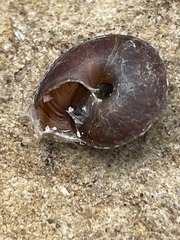 Helicigona lapicida