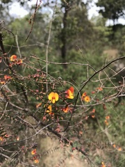 Pultenaea spinosa