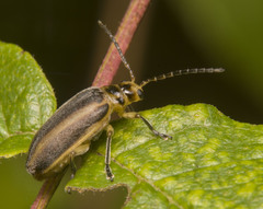 Derospidea brevicollis