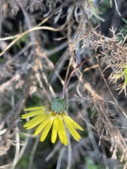 Ursinia paleacea