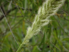Setaria magna