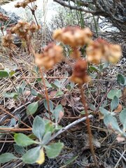 Eriogonum umbellatum