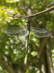 Macrothemis celeno