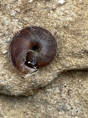 Helicigona lapicida