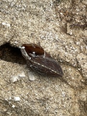Helicigona lapicida