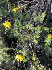 Ursinia paleacea