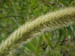 Setaria magna