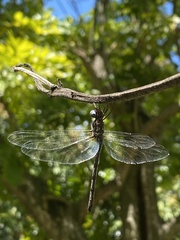 Macrothemis celeno
