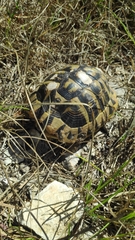 Testudo hermanni