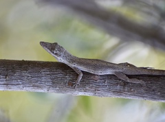 Anolis angusticeps