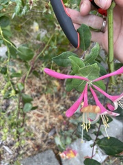 Lonicera hispidula