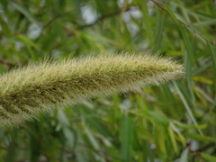 Setaria magna