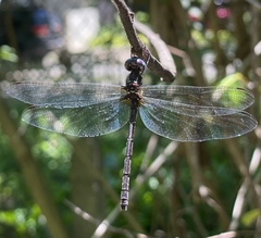 Macrothemis celeno
