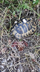 Testudo hermanni