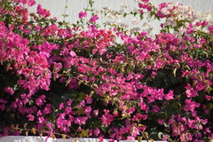 Phylloscopus collybita