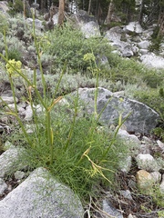 Angelica lineariloba