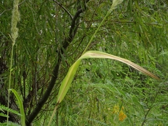 Setaria magna