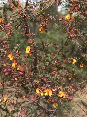 Pultenaea spinosa