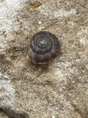 Helicigona lapicida