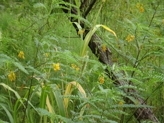 Setaria magna