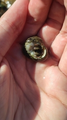 Clibanarius erythropus