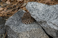 Crotalus oreganus oreganus