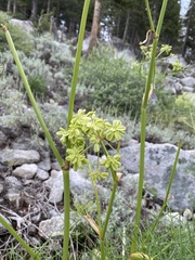 Angelica lineariloba