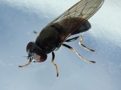 Cheilosia scutellata