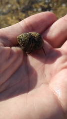 Clibanarius erythropus