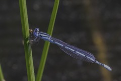 Enallagma doubledayi