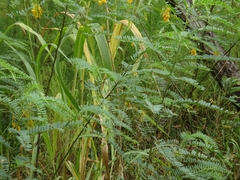 Setaria magna