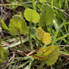 Centella erecta