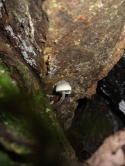 Mycena